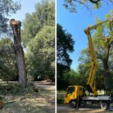 Parco Querini, in fase di abbattimento tre pioppi di ottant’anni a rischio schianto
