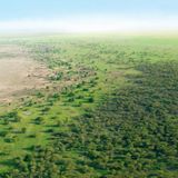 Africa, la Grande Muraglia Verde è anche un ottimo investimento economico