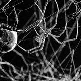 The Spider and the Fly