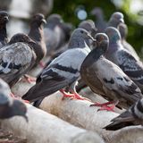 Piccioni im..piccioni: contro l’assalto dei volatili arrivano i droni ‘falco’