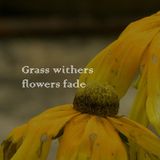 Grass withers and flowers fade