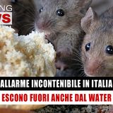 Allarme In Italia: Escono Fuori Dal Water! 