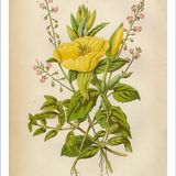 Show 196: Evening Primrose, Buttercups and Wild Radish