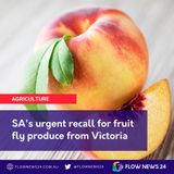 Fruit Fly in South Australian Supermarkets - Wayne Phillips on the FlowFM Morning Show