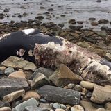 Dead Minke Whale Washes Up In Marshfield