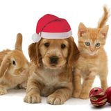 Have your Christmas Pets spayed and neutered for their health and safety