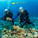 Experience Dive Nusa Penida with Dive Concepts Bali's