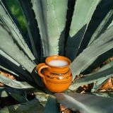 Pulque: il nettare sacro degli Aztechi che rinasce nel Messico moderno