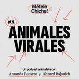 Métele chicha - Animales virales