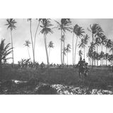 Ep. 66: La guerra in Africa e la battaglia delle api (Settembre 1914 - Aprile 1915)