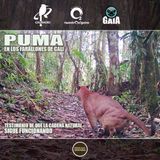NUESTRO OXÍGENO Puma en los farallones de Cali, testimonio de que la cadena natural sigue funcionando
