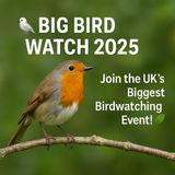 🎧 🐦 Big Bird Watch 2025: Join the UK’s Biggest Birdwatching Event! 🌿