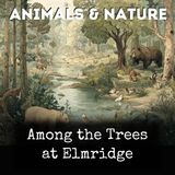 Among the Trees at Elmridge - Ella Rodman Church