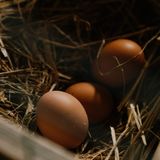 17/11/2022 - Cenário da produção de ovos