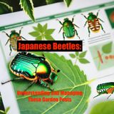 Japanese Beetles- Understanding and Managing These Garden Pests
