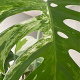 Episode 268 - Don’t cut leaves!