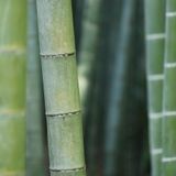 Riccardo Quintili: «Stiamo attenti alla dicitura realizzata in bambù»
