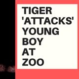 TIGER 'ATTACKS' YOUNG BOY AT ZOO - VIRTUE SIGNAL TIME!