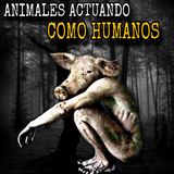 El Cerdo que Habla con el Diablo / Relatos Animales Actuando como Humanos
