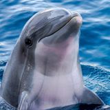 Il delfino di Arione
