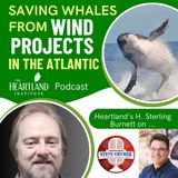 Saving Whales from Wind Projects in the Atlantic Ocean