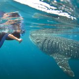 Things to Keep In Mind before Swimming with Whale Shark in Cabo