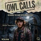 Owl Calls - The Big Four Hoots You Need to Know Tonight