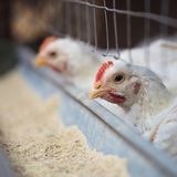 Transforming Poultry Farming with Advanced Chicken Broiler Management Software