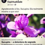 Sucupira -parte II