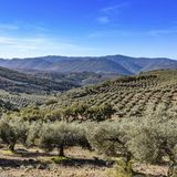 Reportajes en Es la Mañana: Expropian olivos en Jaén para instalar placas solares