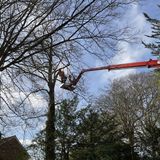 The Role of Tree Surgery in Maximising the Growth of Plants