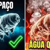 Tardígrados sobrevivem ao espaço à radiação e ao vácuo mas não a isto