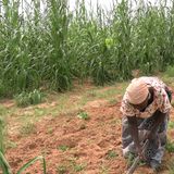 Production agricole, répudiation et élevage (Le Niger sur Kalangou)