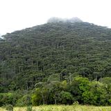 Le foreste ripristinate dalla natura possono sequestrare 23 miliardi di tonnellate di CO2