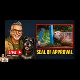 Neal the Seal Is Breaking the Internet! 🦭 The World’s Favorite Rebel
