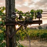 "Heard it through the grapevine", czyli poczta pantoflowa w biurze po angielsku #33