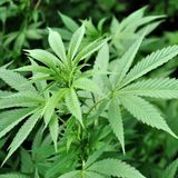 Diplomado sobre el Cannabis en la Usach