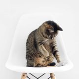 #828 El gato y el ratón hacen vida en común | luisbermejo.com | podcast