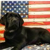 The Impact of a K-9 Comfort Dog - Interview with Ofc. Matt Cohen