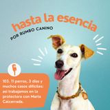 11 perros, 3 días y muchos casos difíciles: así trabajamos en la protectora