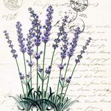 Show 118: Lavender, Chicken Soup and Chicken Bog
