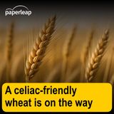A celiac-friendly wheat is on the way