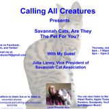 Calling All Creatures Presents Savannah Cats, Are They The Pet For You?