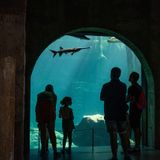 Viaja con Machín: Bioparc Fuengirola