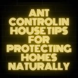 Ant Control in House Tips for Protecting Homes Naturally