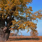 Michigan Indian Tribal Wars And Sebewaing’s Giant Oak