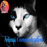 Animal Communication | Interview with Penelope Smith | Podcast