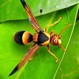 God's Miniature Airforce (Part 4) Exodus 23:27-28 - S14 [B355]