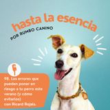 Los errores que pueden poner en riesgo a tu perro este verano (y cómo evitarlos)