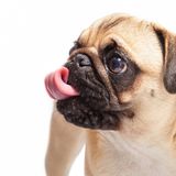 The Truth About Human Food for Dogs Debunking Myths and Separating Fact from Fiction